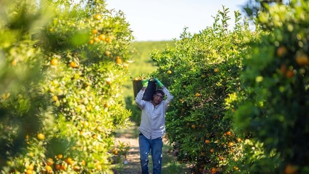 El origen de las naranjas y mandarinas que venderá Mercadona en la campaña de 2021