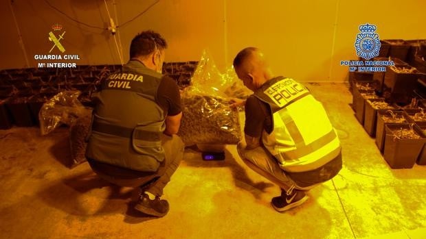 Desarticulada una organización criminal dedicada al tráfico de drogas que operaba desde Alginet