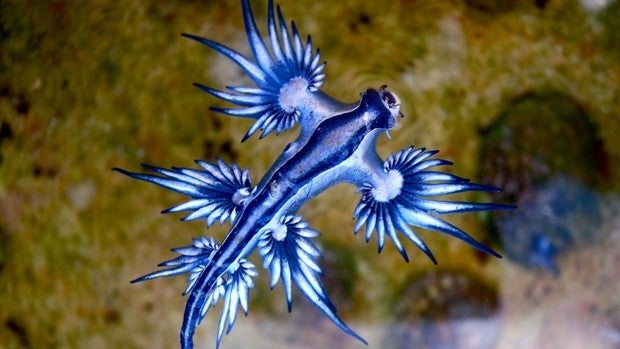 Bellos y letales: localizados venenosos 'Dragones azules' en Canarias