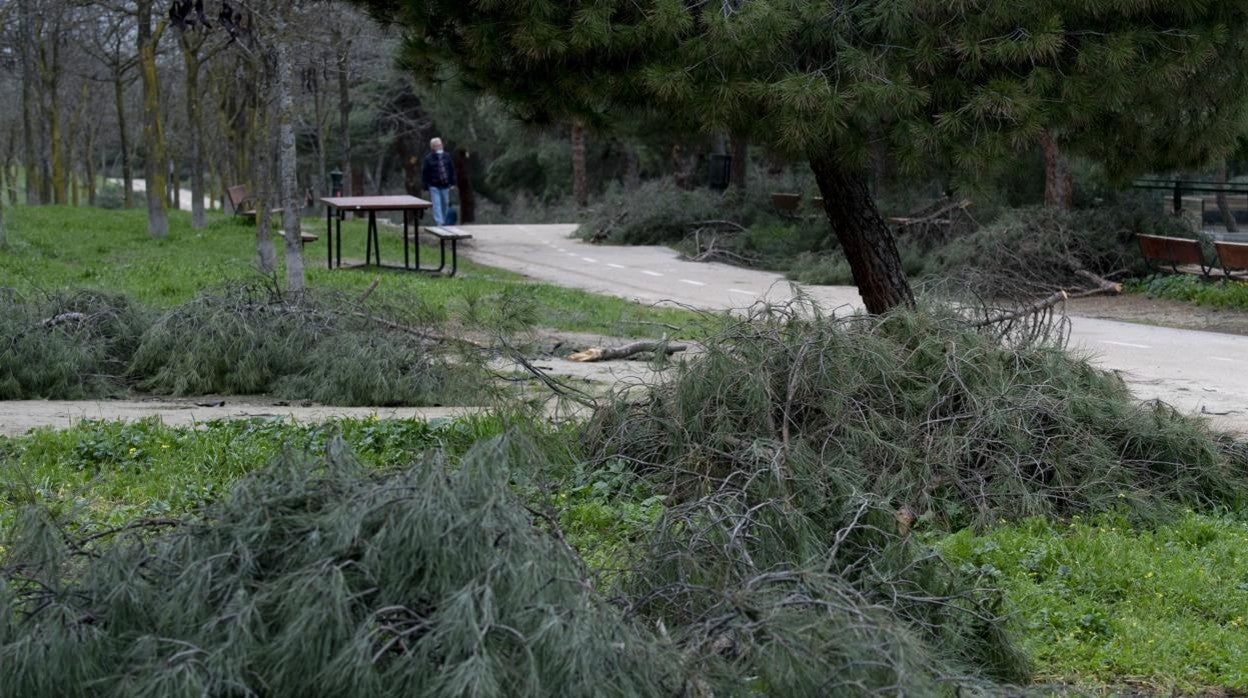 Árboles caídos en la Casa de Campo tras el paso de Filomena