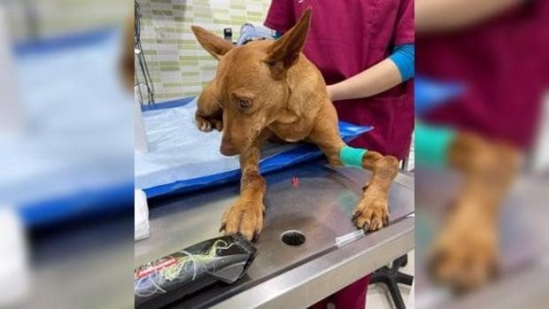 Investigado por abandonar a su perra, localizada repleta de heridas y perdigones por todo el cuerpo