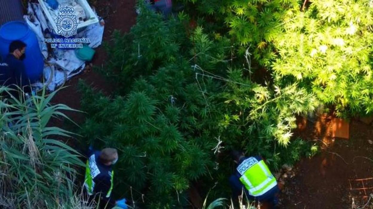 Cuatro detenidos y 18 plantas de marihuana incautadas en La Poblachuela y Carrión de Calatrava