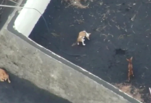 Perros atrapados en un estanque en Todoque