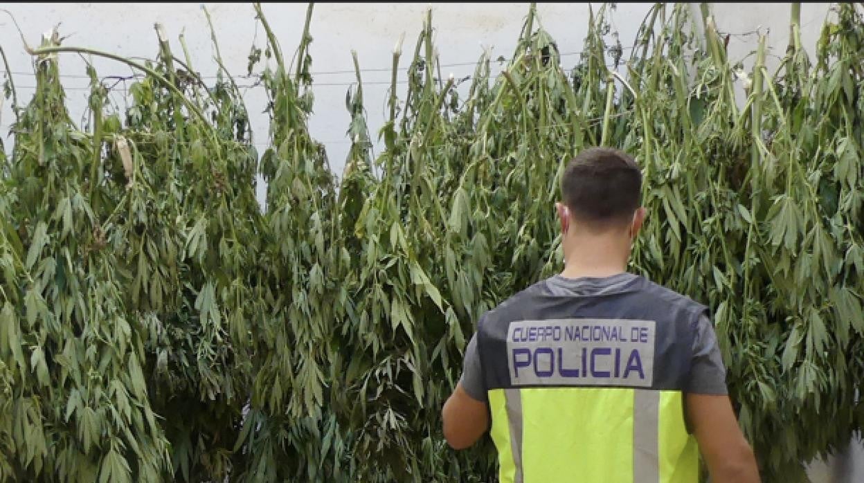 Un agente junto a parte de la droga intervenida en Calatayud