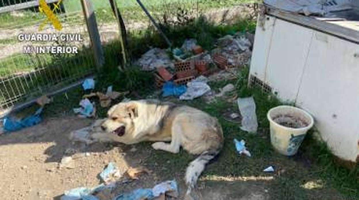 Encuentran 15 perros en un supuesto núcleo zoológico de Poveda de la Sierra en malas condiciones