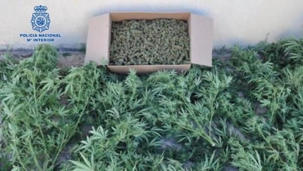 Cuatro detenidos y desmantelado un punto de cultivo, venta y elaboración de marihuana en Puertollano