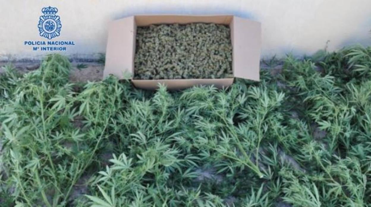 Cuatro detenidos y desmantelado un punto de cultivo, venta y elaboración de marihuana en Puertollano