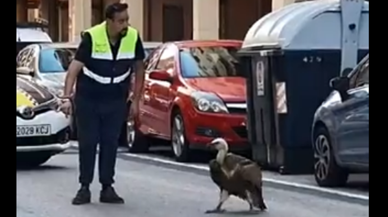 El buitre junto a un agente de la Policía Local de Benidorm