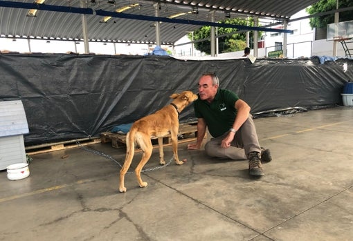 Uno de los perros rescatados con cerbatana tras despertar de la sedación