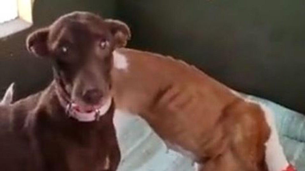 Captura del video difundido para confirmar el estado de los perros rescatados