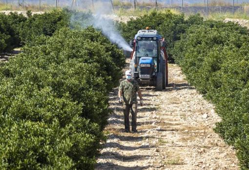 Cultivos de cítricos en la Vega Baja, en una zona regada con aguas de los trasvases del Tajo al Segura