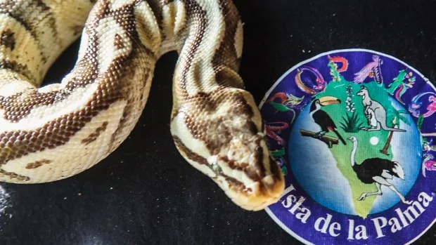 Serpientes, cocodrilos e iguanas: la fauna exótica descubierta en las evacuaciones en La Palma