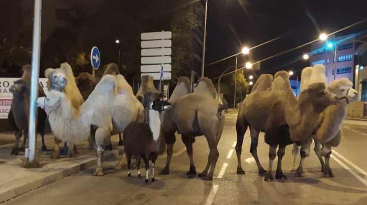 Los camellos y la llama encontrados en Carabanchel