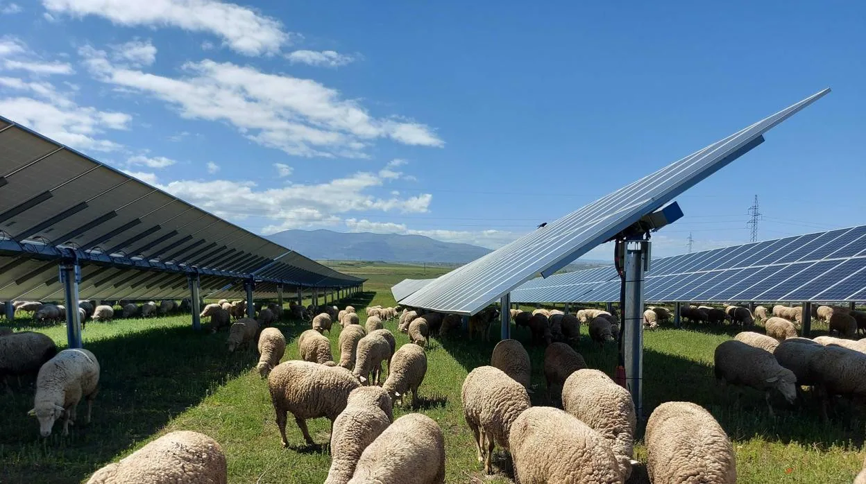 Atitlan Helios promueve una planta solar fotovoltaica en Monóvar y Salinas con un impacto ambiental mínimo y la creación de 600 puestos de trabajo