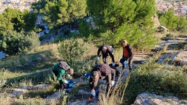 Lliria se echa a la calle para frenar la expansión del cactus invasor y ya ha retirado casi 200 kilos