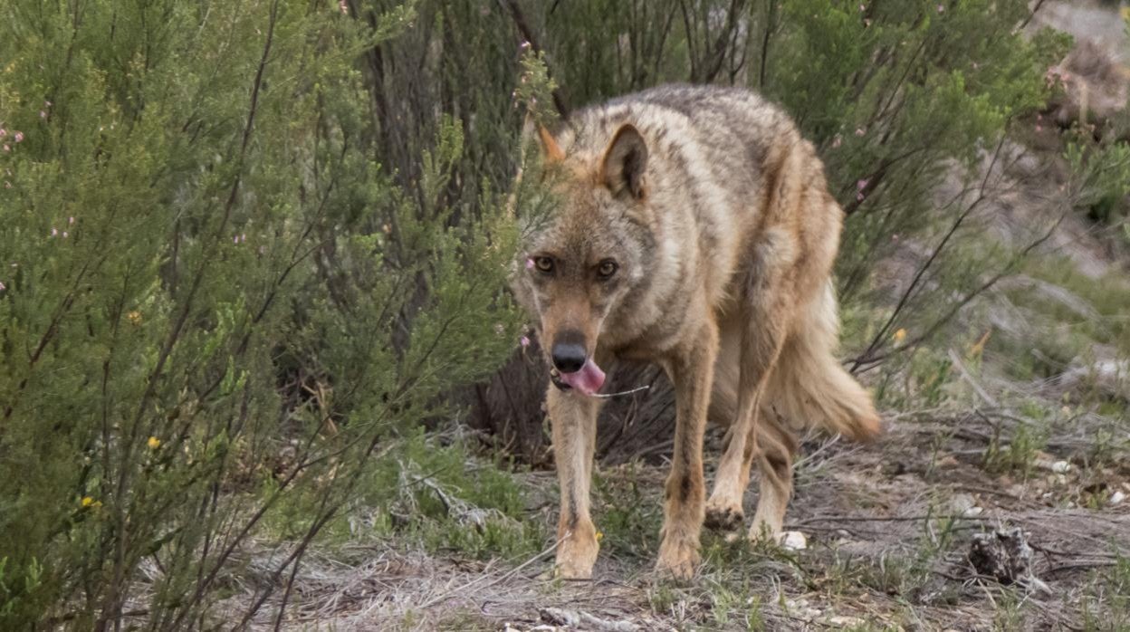 El Supremo confirma la legalidad del anterior plan de la Junta para cazar lobos al norte del Duero