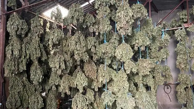 La Policía interviene cuatro toneladas de cogollos de marihuana en Mascaraque