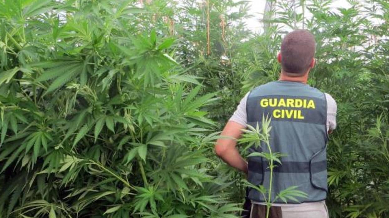 Imagen de archivo de una plantación de marihuana desmantelada por la Guardia Civil
