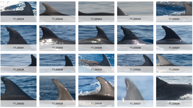 ¿Cuál es el «DNI» de los delfines que permite identificarlos a cientos de kilómetros de distancia?