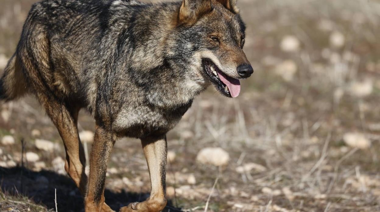 Lobo ibérico.