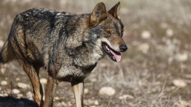 Cuatro comunidades piden por escrito al Gobierno la retirada del borrador de la Estrategia del lobo