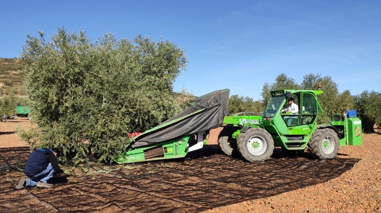 Campaña de recogida de la aceituna en Castilla-La Mancha