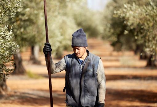 Un trabajador, vara en mano, durante la campaña del olivar