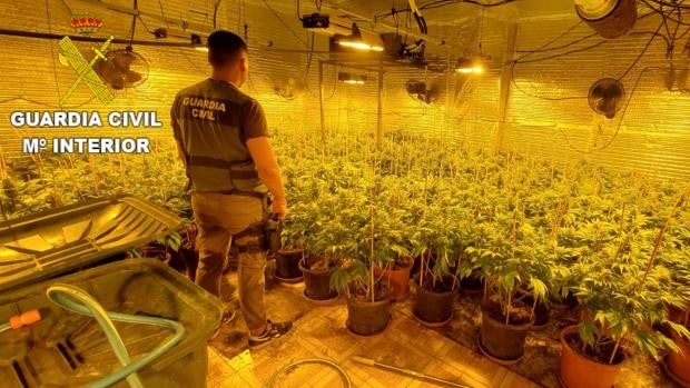 Golpe al tráfico de marihuana en Valencia con diez detenidos y más de 900 plantas intervenidas