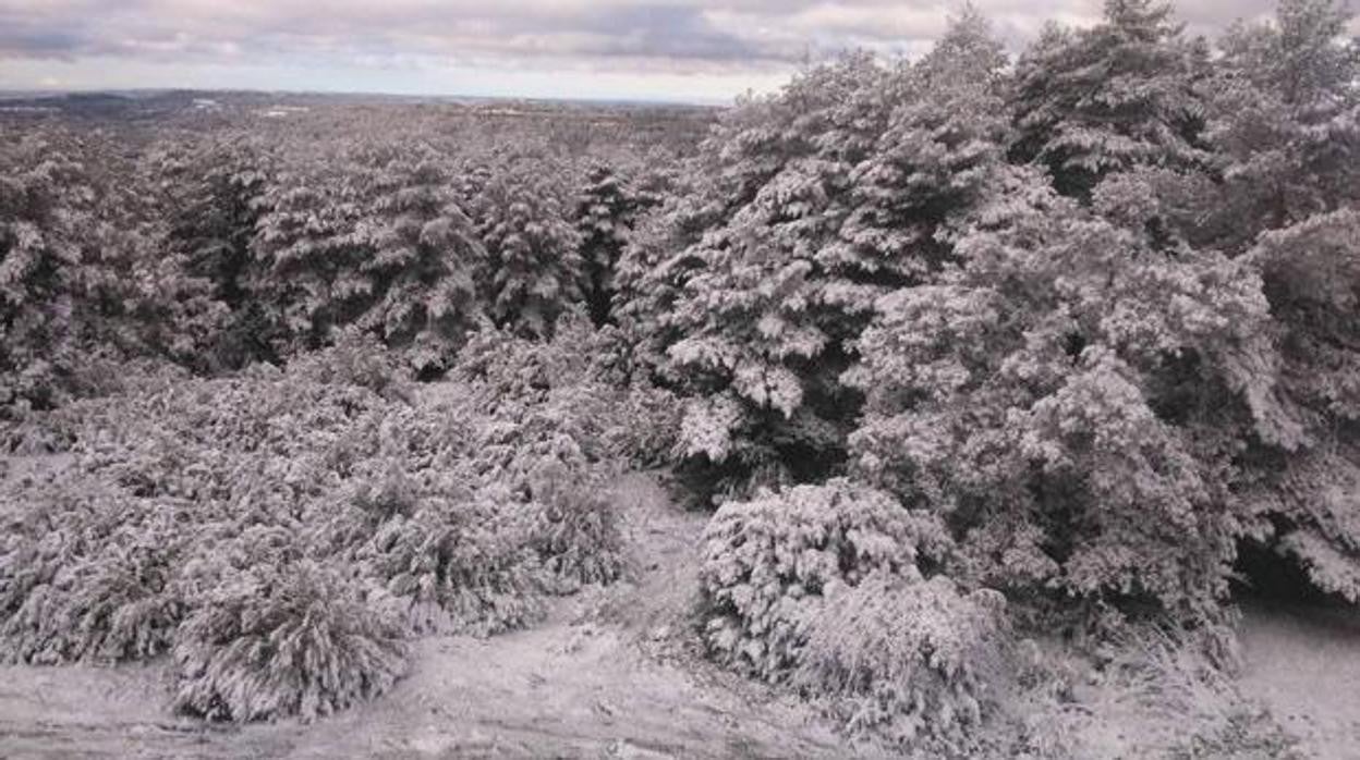 En la imagen de archivo, una arboleda de la provincia de Cuenca con un manto blanco de nieve