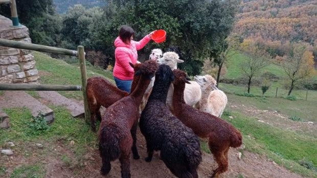 Mari Àngels Caus, la reina súbita de las alpacas