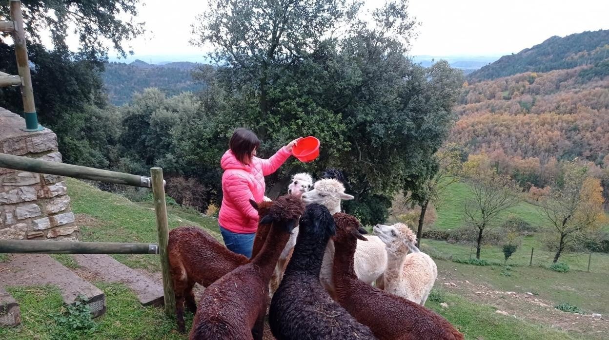 Mari Àngels, dando de comer a sus alpacas