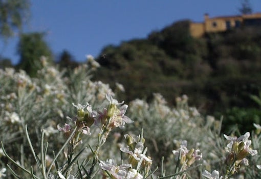 'Dama de La Palma en su habitat en Charco Verde