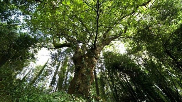 El carballo de Conxo gana el reconocimiento de Árbol Español 2022