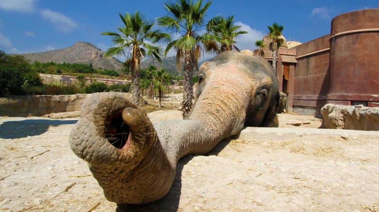 Primer plano de la trompa de un elefante en el parque Terra Natura Benidorm