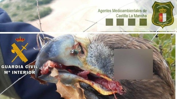 Agentes medioambientales acusan a la Guardia Civil de manipular fotografías y de información «poco veraz»