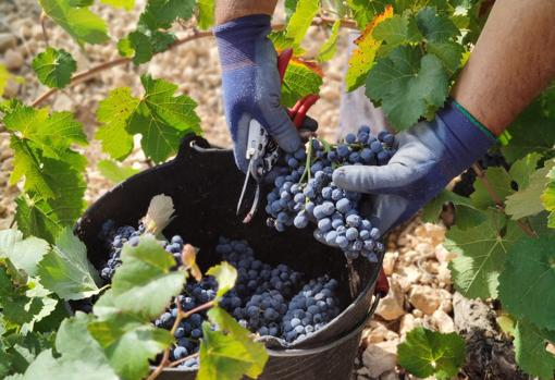 Recolección de uva en la vendima
