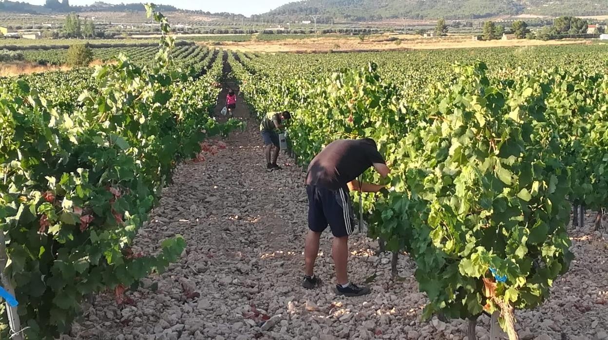 Viñedos de la Denominación de Origen Protegida Jumilla