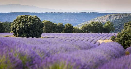 Campo de lavanda en el municipio alcarreño de Brihuega (Guadalajara)