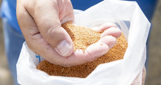 Uno de los ingenieros muestra la semilla de la camelina
