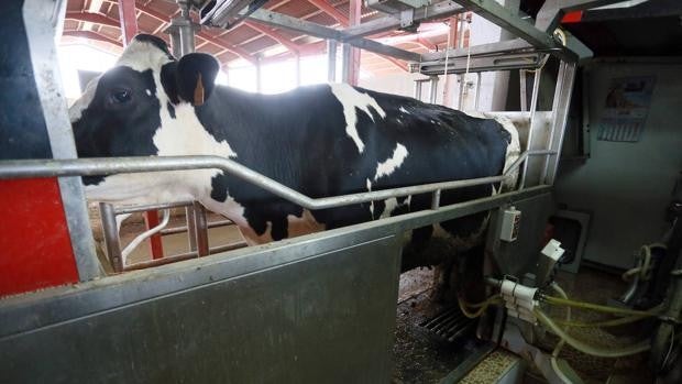 El sector del vacuno de leche irá a la huelga indefinida si no suben los precios en origen