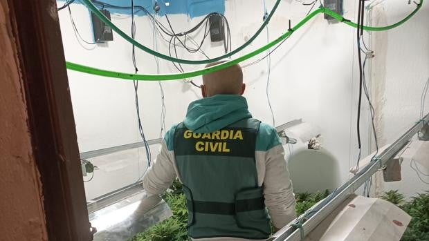 Desmantelan una plantación de marihuana dirigida por una madre y su hijo en una localidad de Valencia