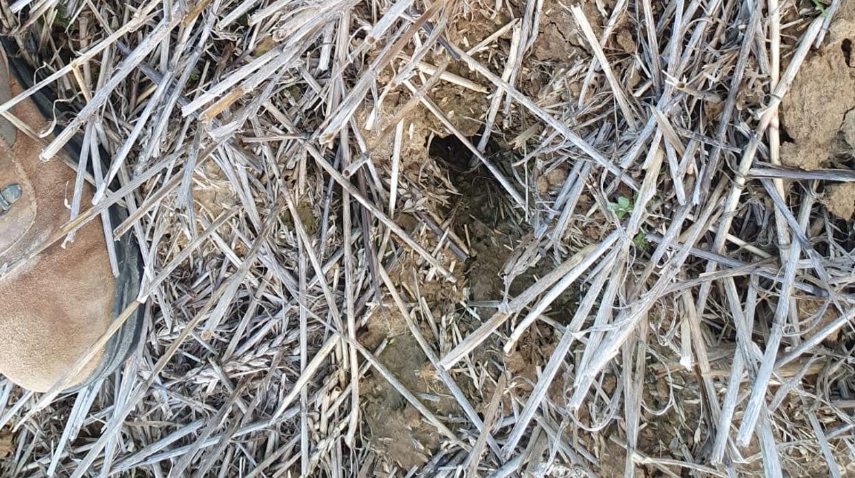 Huras de topillos en Tierra de Campos