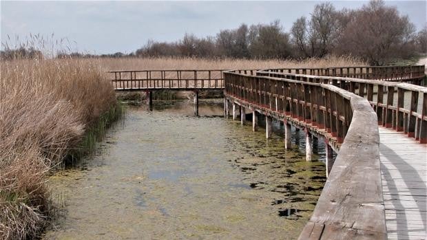 Las Tablas de Daimiel cuentan con casi 300 hectáreas encharcadas de las 1.700 que tiene