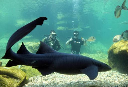 Buzos en el acuario de Terra Natura en Benidorm