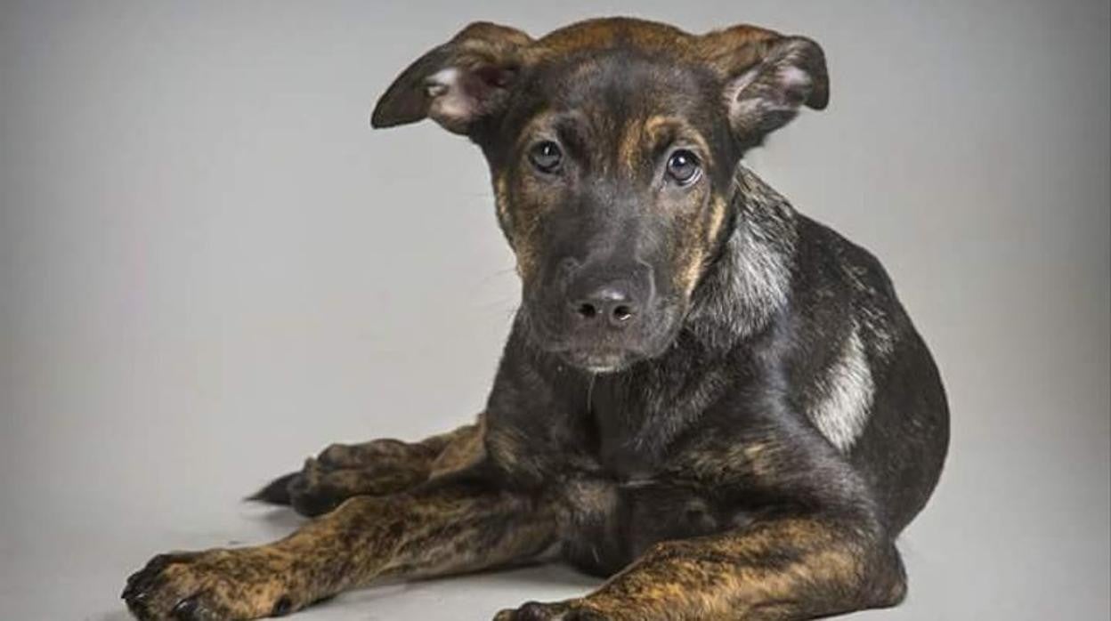 El perro Cooper, en una foto de archivo de la protectora