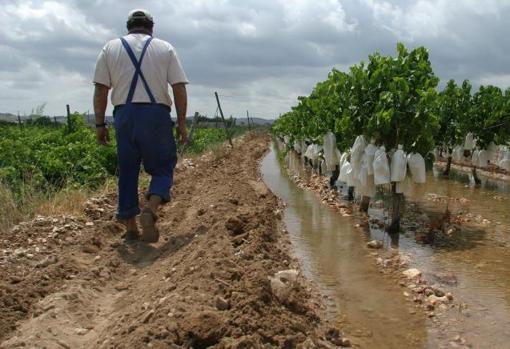 Un agricultor entre viñedos del valle alicantino dedicado a este cultivo