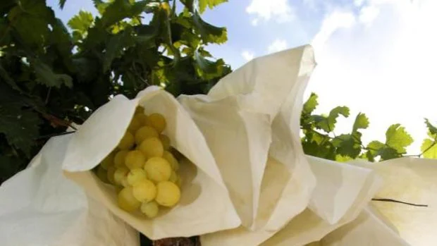 Cómo distinguir las uvas para Nochevieja de origen español y protegidas de las que llevan pesticidas