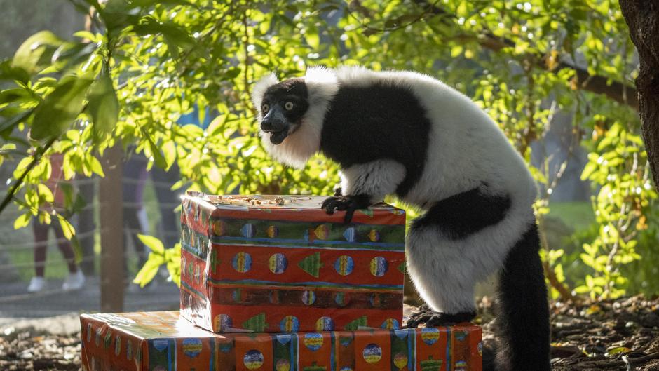 Los Reyes Magos también reparten sus regalos a los animales de Bioparc Valencia