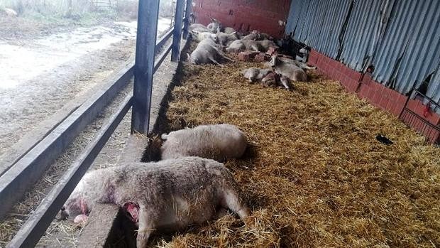 Los lobos matan a plena luz del día a 21 ovejas y un mastín en Riello (León)