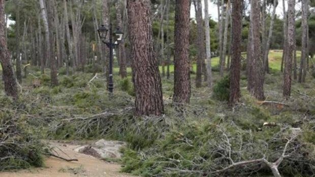 Un año después de Filomena, la masa forestal precisa una atención crucial